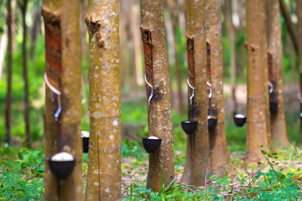 natural rubber extraction