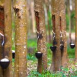natural rubber extraction