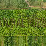 natural rubber farm
