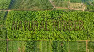 natural rubber farm