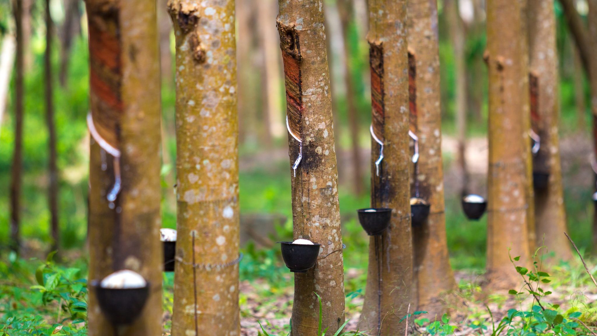 natural rubber extraction
